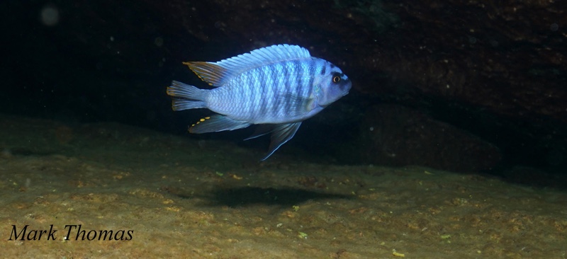 Labeotropheus fuelleborni 'Zimbawe Rock'
